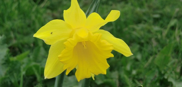 påskeblomst