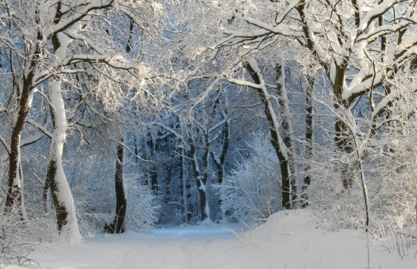 skov i sne