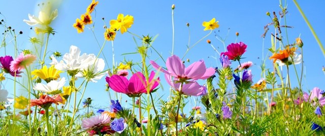 sommerblomster